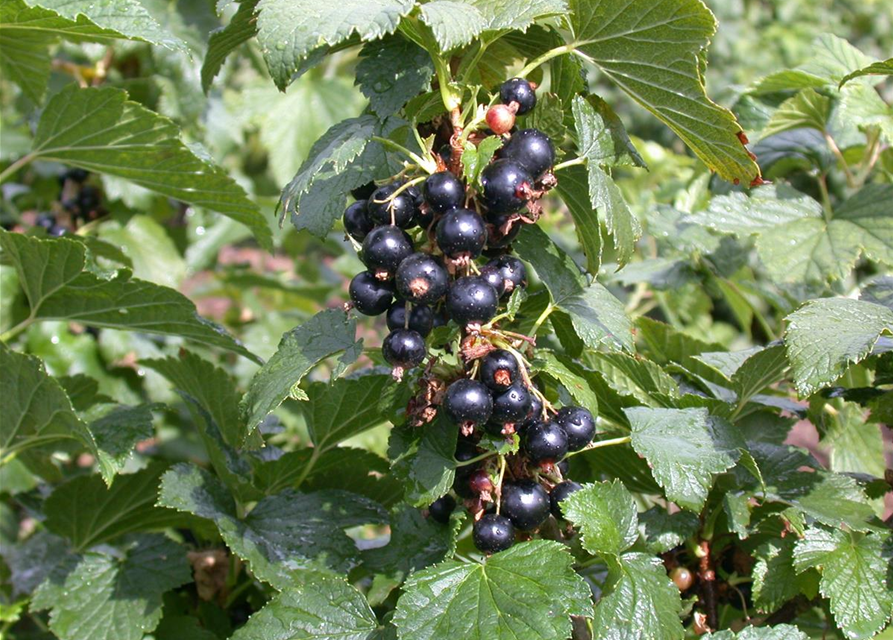 Ribes nigrum 'Silvergieters Schwarze' CAC