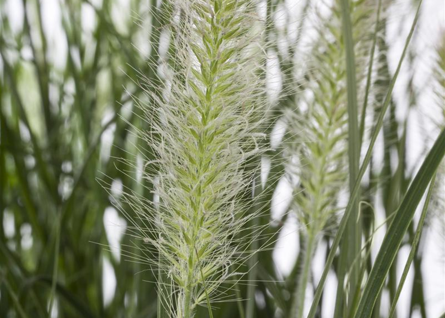 R Pennisetum alopecuroides 'Hameln'