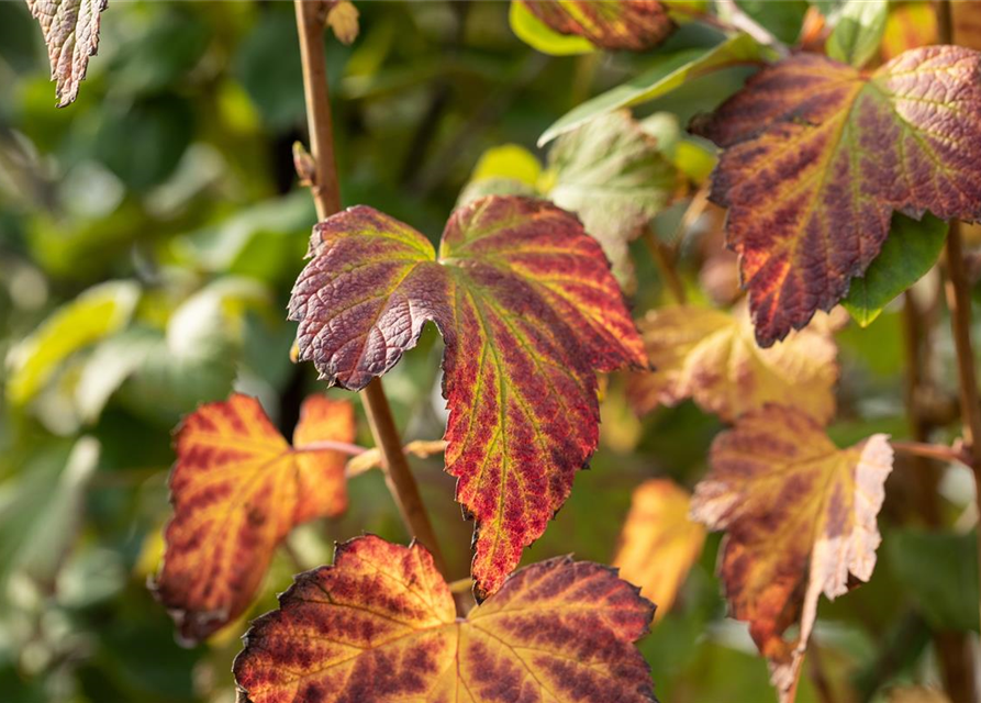 Ribes nigrum 'Titania'(S) CAC