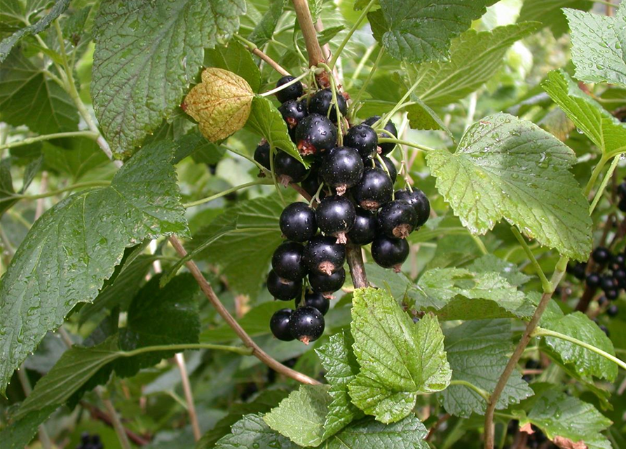 Ribes nigrum 'Titania'(S) CAC