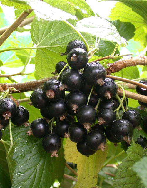 Ribes nigrum 'Titania'(S) CAC