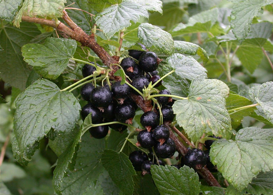 Ribes nigrum 'Titania'(S) CAC