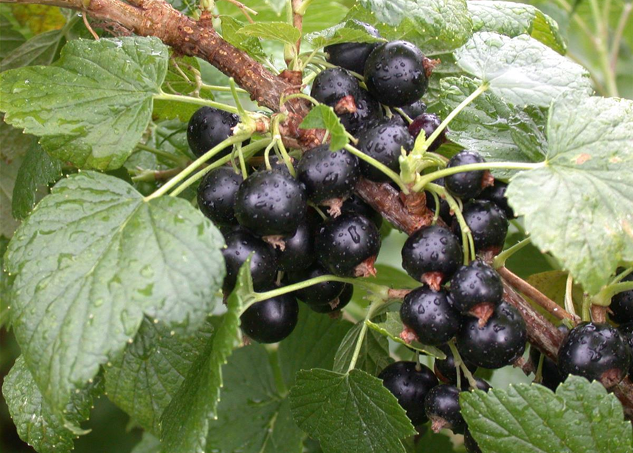 Ribes nigrum 'Titania'(S) CAC