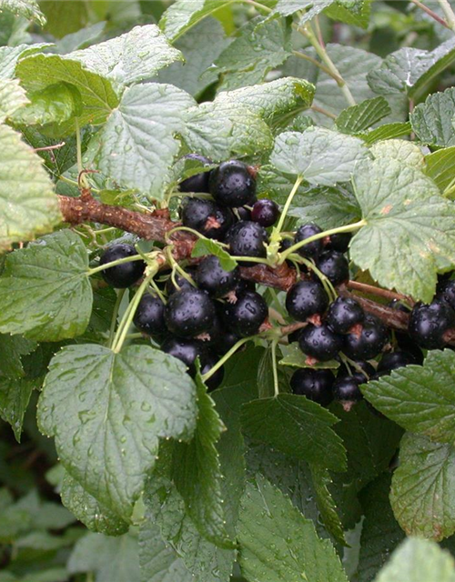 Ribes nigrum 'Titania'(S) CAC