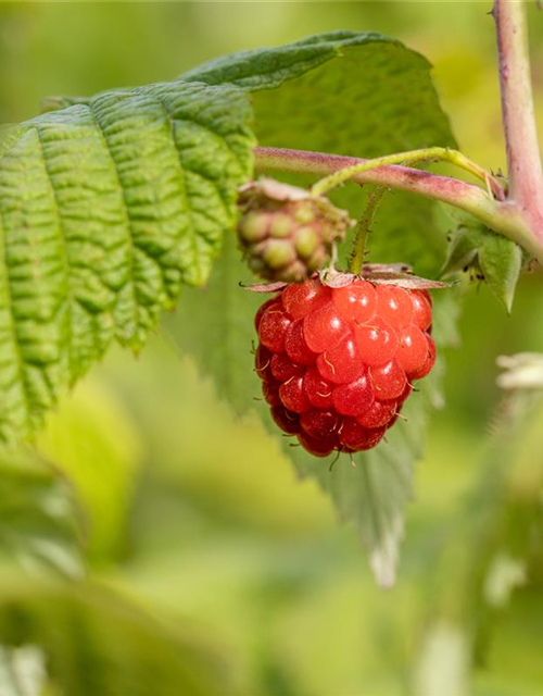 Rubus idaeus 'ZEFA Herbsternte' CAC