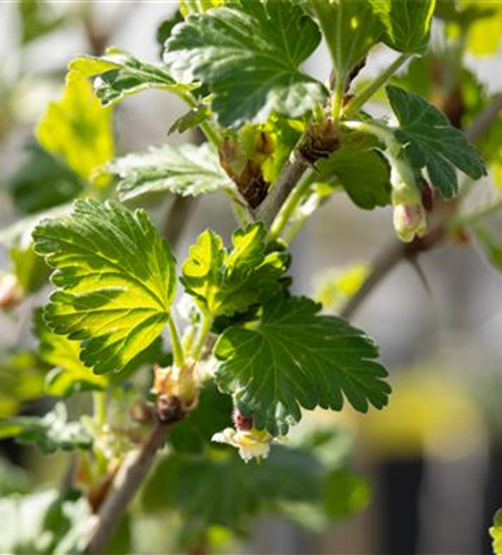 Stachelbeere Polar Fruits® 'Green Goose Berry'