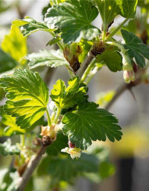 Stachelbeere Polar Fruits® 'Green Goose Berry'