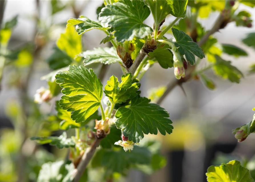 Stachelbeere Polar Fruits® 'Green Goose Berry'