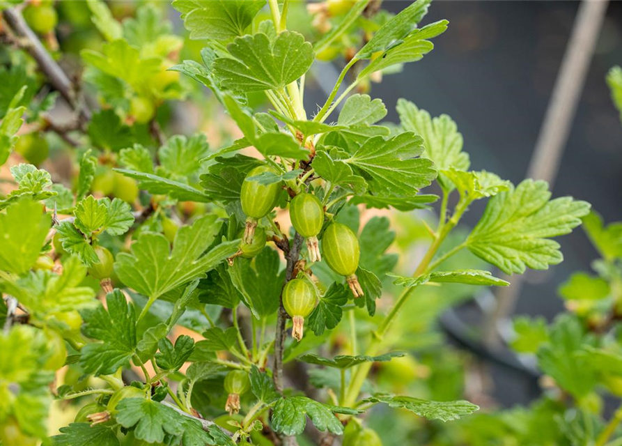 Stachelbeere Polar Fruits® 'Green Goose Berry'