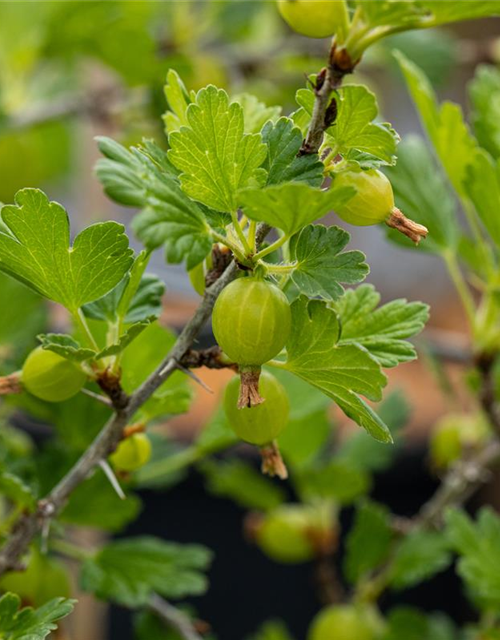 Stachelbeere Polar Fruits® 'Red Goose Berry'