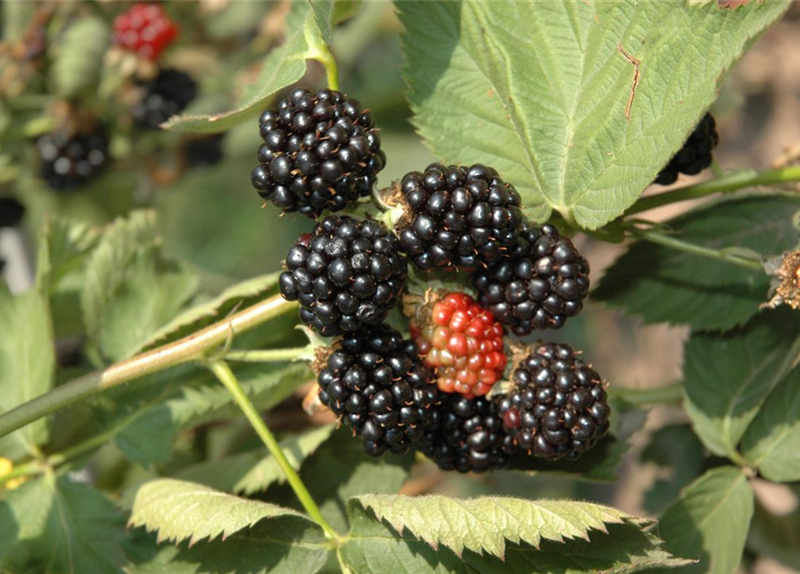 R Rubus fruticosus 'Black Satin'