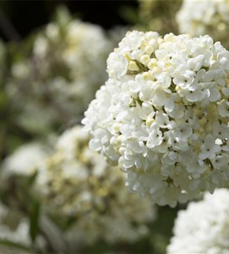 R Viburnum 'Eskimo'