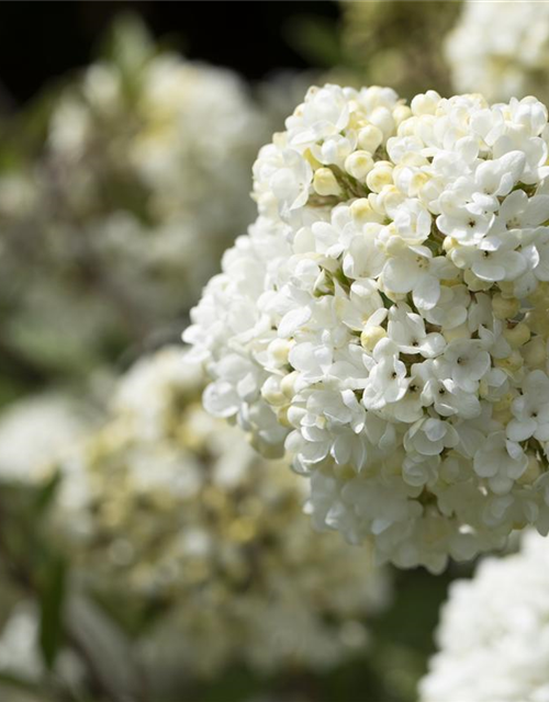 R Viburnum 'Eskimo'