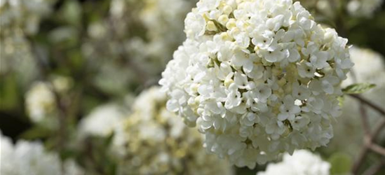 R Viburnum 'Eskimo'