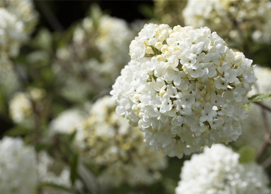 R Viburnum 'Eskimo'