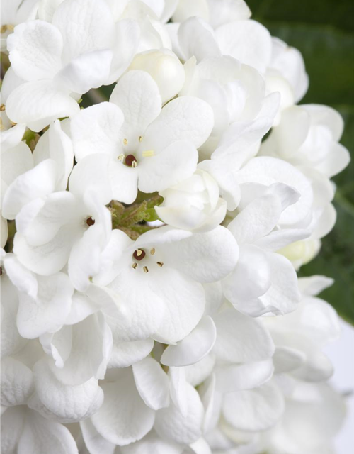 R Viburnum 'Eskimo'