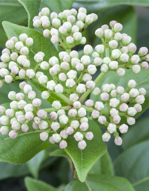 R Viburnum 'Eskimo'