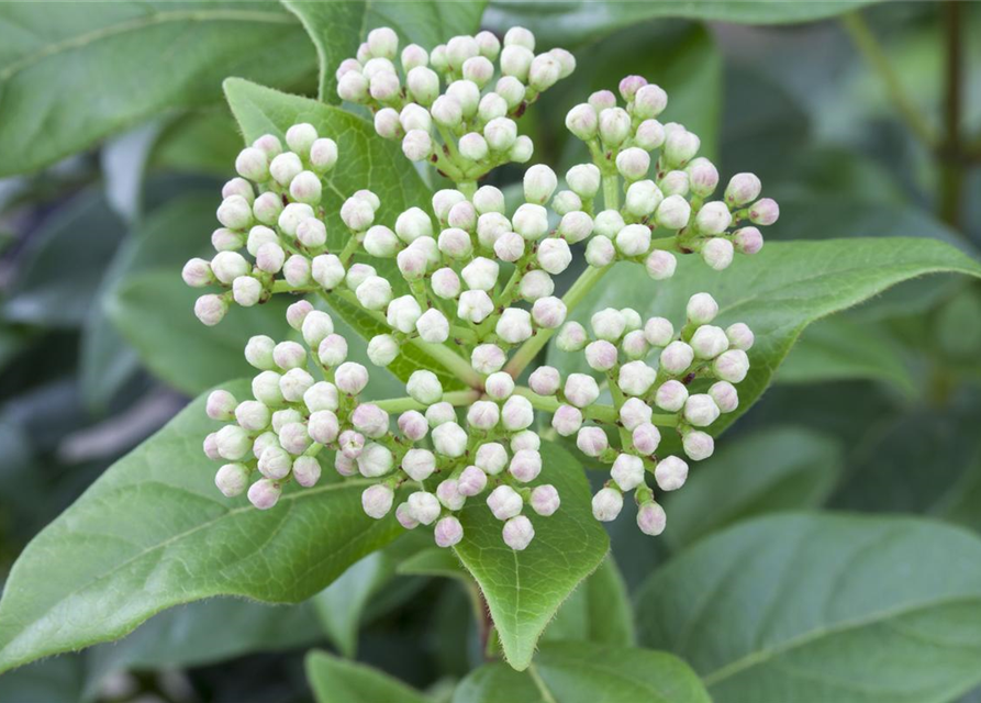 R Viburnum 'Eskimo'