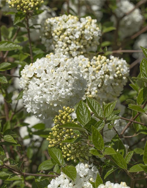 R Viburnum 'Eskimo'