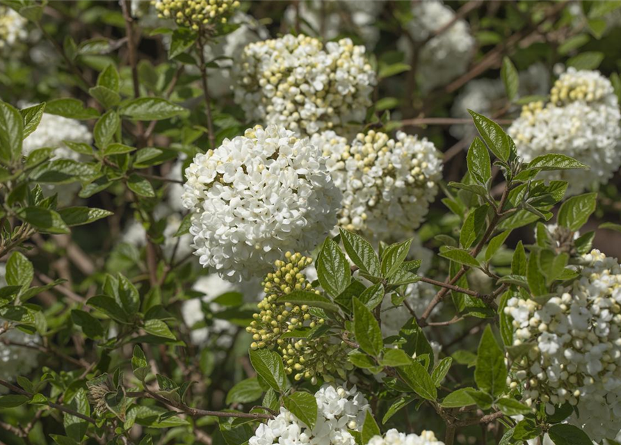 R Viburnum 'Eskimo'