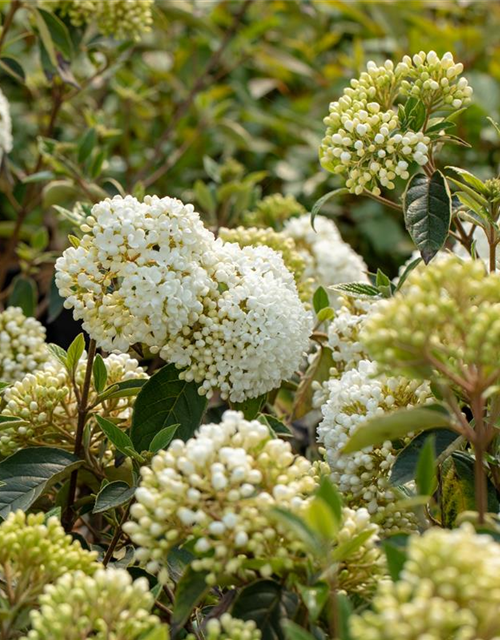 R Viburnum 'Eskimo'