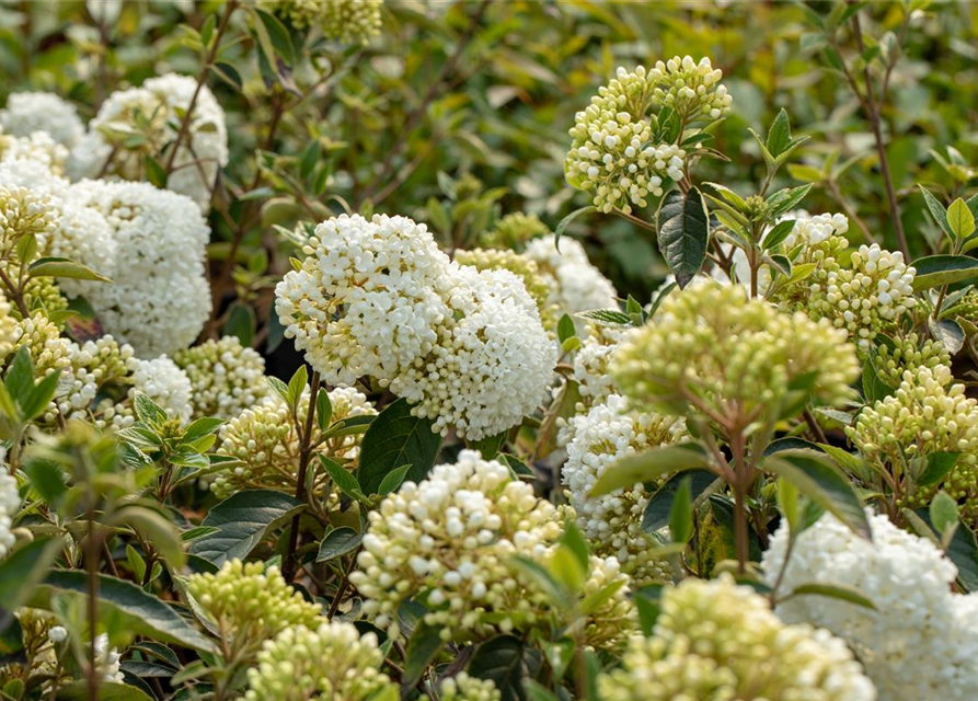 R Viburnum 'Eskimo'