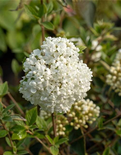 R Viburnum 'Eskimo'