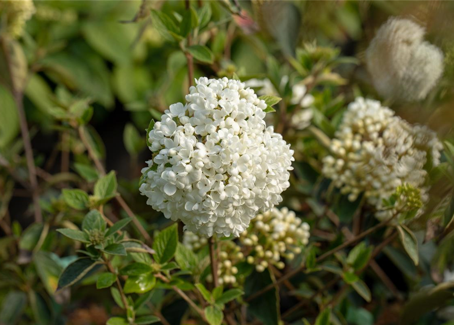 R Viburnum 'Eskimo'