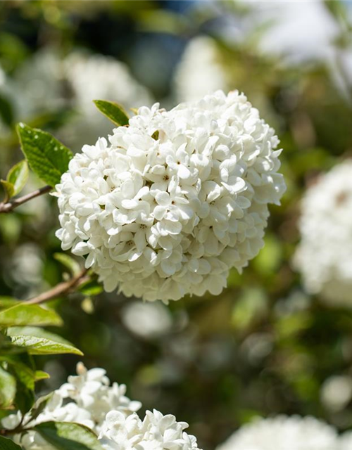 R Viburnum 'Eskimo'