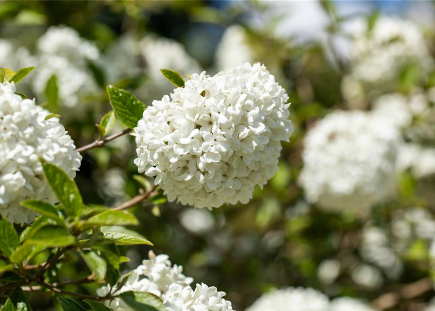 R Viburnum 'Eskimo'