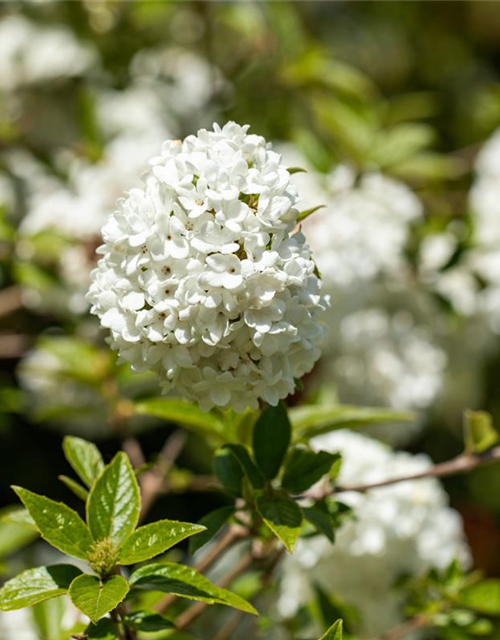 R Viburnum 'Eskimo'