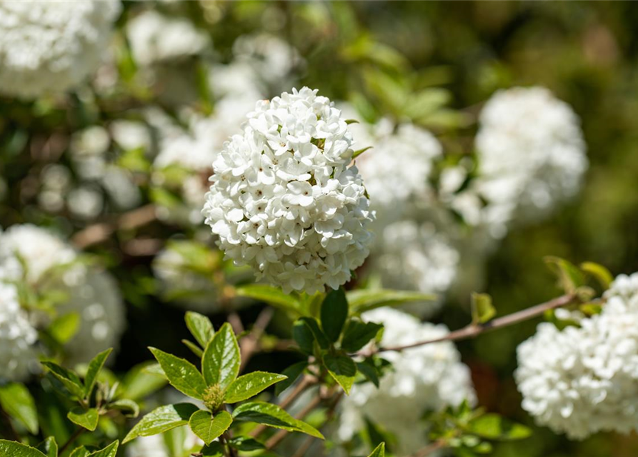 R Viburnum 'Eskimo'