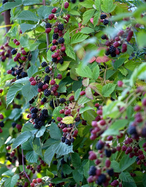 R Rubus fruticosus 'Thornfree'