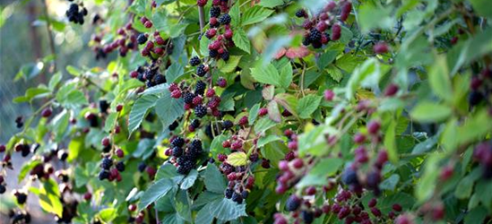 Rubus fruticosus 'Loch Ness'(S) CAC