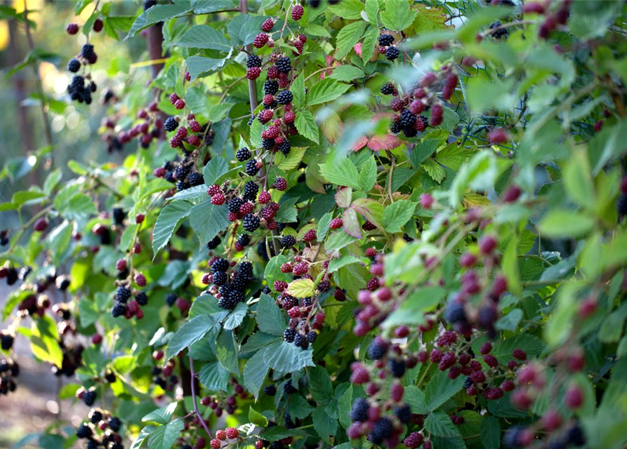 R Rubus fruticosus 'Thornfree'