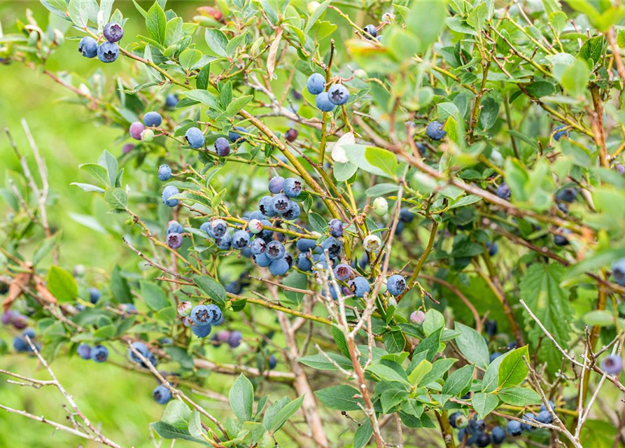 Heidelbeere Polar Fruits® 'Blueberry'