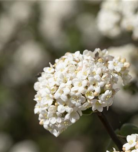 Viburnum farreri 'Candidissimum'