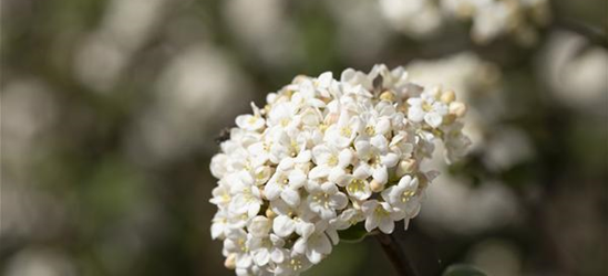 Viburnum farreri 'Candidissimum'