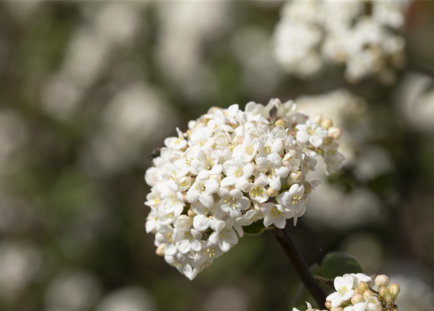 Viburnum farreri 'Candidissimum'