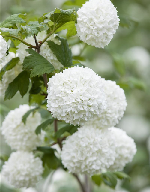 Viburnum opulus 'Roseum'