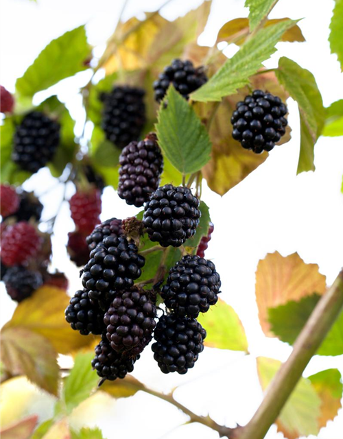 R Rubus fruticosus 'Navaho'®