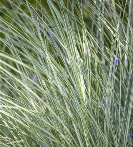 Miscanthus sinensis 'Morning Light'