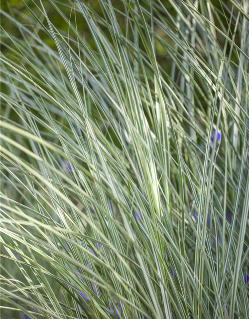 Miscanthus sinensis 'Morning Light'