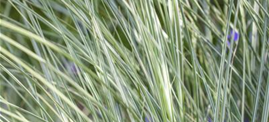 Miscanthus sinensis 'Morning Light'