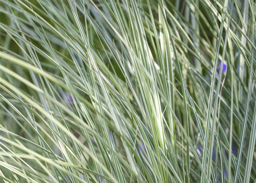 Miscanthus sinensis 'Morning Light'