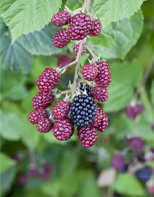 Brombeere Polar Fruits® 'Blackberry'