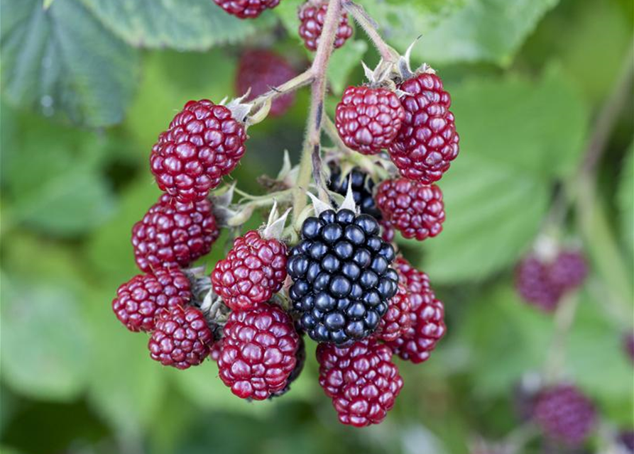 Brombeere Polar Fruits® 'Blackberry'