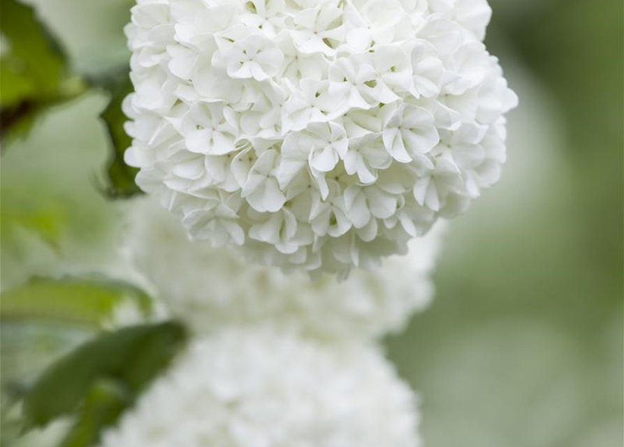 Viburnum opulus 'Roseum'