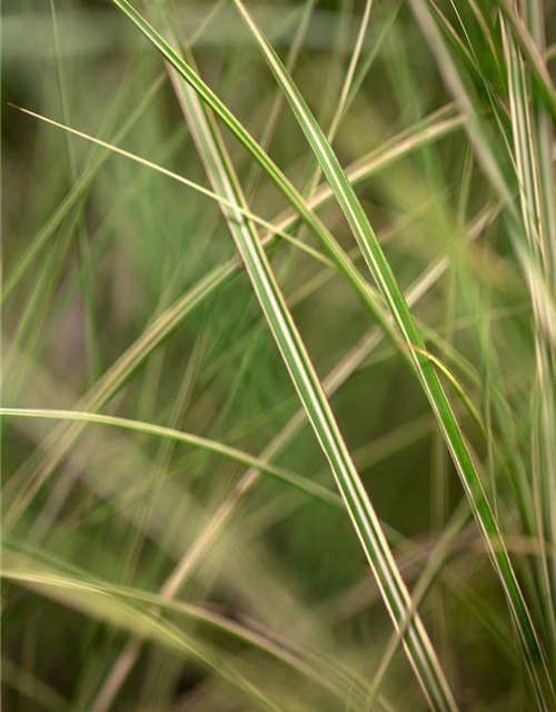 Miscanthus sinensis 'Morning Light'