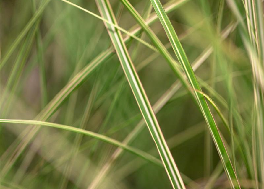 Miscanthus sinensis 'Morning Light'